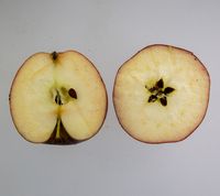 La Paix æble